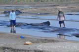 Pekerja mengemasi geo membran (alas lahan garam) untuk dipakai pada musim oleh tahun 2018 di pegaraman Desa Tanjung, Pamekasan, Jawa Timur, Senin (20/11). Asosiasi Petani Garam Rakyat Indonesia (APGRI) menyebutkan produksi garam sampai pekan pertama bulan November  mencapai 1.2 juta ton, jumlah tersebut termasuk dengan milik PT Garam. Antara Jatim/Saiful Bahri/mas/17.