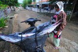 Istri nelayan menyiapkan ikan layar untuk dipasarkan di Desa Tanjung, Pamekasan, Jawa Timur, Senin (20/11). Produksi ikan tangkap laut hingga triwulan ke tiga  2017 mencapai 4,5 juta ton. Sementara berdasarkan periode yang sama pada tahun sebelumnya produksi ikan tangkap mencapai 4,96 juta ton atau dibawah target KKP yang menargetkan hingga akhir 2017 sebanyak 7,8 juta ton. Antara Jatim/Saiful Bahri/mas/17.

