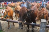 Peternak menunggui sapi miliknya yang dijual di pasar hewan, Ngawi, Jawa Timur, Rabu (22/11). Pemerintah melalui Kementerian Pertanian berupaya mendorong lonjakan populasi sapi di Indonesia dengan melakukan impor sapi indukan sebanyak 15.000 ekor dari Australia dan negara lain pada awal tahun 2018. Antara Jatim/Ari Bowo Sucipto/mas/17.