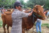 Peternak mengikat sapi miliknya yang dijual di pasar hewan, Ngawi, Jawa Timur, Rabu (22/11). Pemerintah melalui Kementerian Pertanian berupaya mendorong lonjakan populasi sapi di Indonesia dengan melakukan impor sapi indukan sebanyak 15.000 ekor dari Australia dan negara lain pada awal tahun 2018. Antara Jatim/Ari Bowo Sucipto/mas/17.