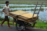 Pekerja mendorong gerobak bermuatan kerupuk usai dijemur di sebuah industri kerupuk rumahan di kawasan kaliwaru, Jabon, Sidoarjo, Jawa Timur, Rabu (22/11). Pengusaha kerupuk mengalami penurunan omset akibat cuaca tak menentu yang menghambat proses pengeringan. Antara Jatim/Umarul Faruq/mas/17.