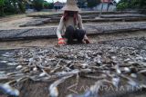 Pekerja menjemur ikan teri paron di Desa Polagan, Galis, Pamekasan, Kamis (23/11). Pemerintah menargetkan produksi perikanan tangkap pada tahun 2018 sebanyak 9.45 juta ton atau naik dari tahun 2017 yang ditargetkan mencapai 7,8 juta ton. Antara Jatim/Saiful Bahri/mas/17.