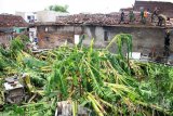 Sejumlah warga membersihkan bangunan rumah yang terdampak angin puting beliung di desa Tambak Sawah, Waru Sidoarjo, Jawa Timur, Kamis (23/11). Sekitar 500 rumah di tiga desa yaitu Desa Tambak Rejo, Tambak Sumur dan Tambak Sawah mengalami kerusakan akibat diterjang angin puting beliung yang terjadi pada Rabu (22/11). Antara Jatim/Umarul Faruq/mas/17.