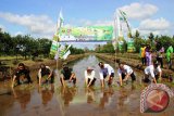 Bupati Batola Hj. Noormiliyani bersama Forkominda melakukan penanaman padi unggul sistem hazton di Desa Karang Buah, Kecamatan Belawang, Rabu (22/11). Foto:Antaranews Kalsel/Arianto/G.