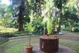 Dalam waktu dekat koleksi bunga bangkai (Amorphopallus titanum) yang  ditanam di dalam pot di Kebun Raya Bogor, Jawa Barat, akan mekar. Bunga itu diperkirakan akan mekar dalam hitungan hari. Bunga bangkai itu merupakan koleksi tumbuhan PKT Kebun Raya LIPI hasil ekplorasi dan penelitian bersama PKT Kebun Raya LIPI dan Kebun Raya Liwa, Provinsi Lampung, di kawasan Hutan Lindung Lampung. (Foto: dokumen Humas Kebun Raya Bogor)/teks: Laily/Sapto) 