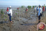 Wartawan Kalteng Tanam Mangrove Selamatkan Ujung Pandaran