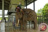 Gajah TNWK Jalani Perawatan Usai Alami Kecelakaan