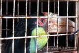 Seekor burung rangkok yang diamankan di Kantor BKSDA Wilayah III di Kabupaten Jember, Jawa Timur, Jumat (8/12). Polres Jember bersama BKSDA mengamankan tiga satwa liar yang dilindungi yakni seekor buaya muara, seekor burung Rangkok dan seekor Kakaktua Jambul kuning. Antara Jatim/Zumrotun Solichah/mas/17.
