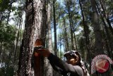 SPORC-KLHK Gagalkan Peredaran Getah Pinus Toraja 