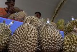 Pengunjung memilih durian di sebuah stand saat Festival Durian di Karanggubito, Kendal, Kabupaten Ngawi, Jawa Timur, Minggu (10/12). Festival durian di areal agrowisata Argo Munung Karanggubito tersebut selain untuk mendorong petani agar lebih giat memproduks durian juga lebih mempopularkan sentra durian di lereng Gunung Lawu tersebut. Antara Jatim/Siswowidodo/mas/17.