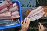 Peternak ikan lele memisah daging ikan dari tulang dan kulit (fillet) di industri rumahan Aneka Olahan Lele Matrix, Sumbersari, Jember, Jawa Timur, Minggu (10/12). Rumah industri itu memproduksi makanan berbahan ikan lele hasil ternak sendiri menjadi olahan seperti abon, nugget, siomay, keripik, pastel abon, sumpia abon yang dijual mulai dari Rp9.000 - Rp25.000 per bungkus. Antara Jatim/Seno/mas/17.