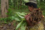 Seorang waga memanen sayur kunci di kawasan hutan jati Dungus, Kabupaten Madiun, Jawa Timur, Senin (11/12). Sayur kunci tersebut selanjutnya dijual kepada para bakul pasar dengan harga Rp2.000 perikat. Antara Jatim/Siswowidodo/mas/17.