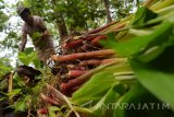 Seorang waga memanen sayur kunci di kawasan hutan jati Dungus, Kabupaten Madiun, Jawa Timur, Senin (11/12). Sayur kunci tersebut selanjutnya dijual kepada para bakul pasar dengan harga Rp2.000 perikat. Antara Jatim/Siswowidodo/mas/17.