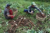 Pekerja memikul ubi kayu (singkong) saat panen di Desa Sukosari, Tamanan, Bondowoso, Jawa Timur, Selasa (12/12). Sejumlah petani mengeluhkan harga singkong anjlok dari Rp1.700 per Kg menjadi Rp400 per Kg karena melimpahnya stok singkong impor antara lain dari Vietnam.
Antara Jatim/Seno/mas/17.