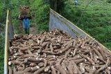 Pekerja memikul ubi kayu (singkong) saat panen di Desa Sukosari, Tamanan, Bondowoso, Jawa Timur, Selasa (12/12). Sejumlah petani mengeluhkan harga singkong anjlok dari Rp1.700 per Kg menjadi Rp400 per Kg karena melimpahnya stok singkong impor antara lain dari Vietnam.
Antara Jatim/Seno/mas/17.