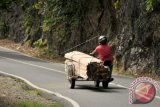 Warga mengangkut kayu olahan menggunakan becak mesin melintas di jalan nasional kawasan Gunung Geurute, Lamno, Kecamatan Jaya, Kabupaten Aceh Jaya, Aceh, Rabu (13/12). Aparat kepolisian di daerah itu menyatakan pengedaran kayu olahan diduga hasil pembalakan liar menggunakan becak mesin itu merupakan modus baru untuk mengalabui petugas, karena selama ini mereka menggunakan mobil truk.(ANTARA FOTO/Ampelsa/pd/17)