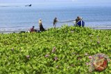 Nelayan tradisonal membenahi alat tangkap atau jaring pukat darat seusai mencari ikan di pesisir pantai Kutaraja, Banda Aceh, Aceh, Selasa (12/12). Pukat darat merupakan salah satu alat tangkap yang ramah lingkungan karena tidak mengganggu biota laut lainnya dan hanya dapat dilabuh di pesisir pantai yang landai serta tidak berkarang. (ANTARA FOTO/Irwansyah Putra/aww/17)