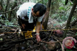 Rafflesia SP ditemukan di bukit kaba, ternyata habitat baru