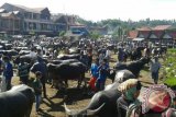 Pasar Bolu Toraja Hasilkan Transaksi Puluhan Miliar Rupiah