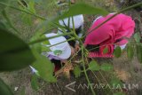 Sejumlah pelajar sekolah dasar menanam pohon saat acara Anak Surabaya Menanam Pohonnya di Kenjeran, Surabaya, Jawa Timur, Minggu (17/12). Kegiatan yang diinisiasi oleh aktifis pecinta lingkungan Kampung Sawoeng dengan menggandeng PT Intiland Surabaya serta Pemkot Surabaya itu bertujuan untuk memberikan pemahaman tentang tanaman kepada pelajar sekaligus menumbuhkan rasa peduli terhadap lingkungan. Antara Jatim/Didik Suhartono/mas/17.