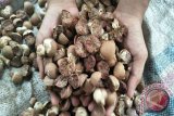 Padangpariaman Makes Areca Nut as New Main Commodity
