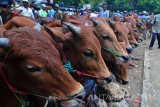 Pedagang dan pembeli bertansaksi di Pasar Keppo, Pamekasan, Jawa Timur, Sabtu (30/12). Memasuki libur Natal dan tahun haru harga sapi Madura naik dikisaran Rp750.000 hingga Rp1 juta per ekor, karena meningkatnya permintaan sapi potong dari sejumlah daerah di Indonesia. Antara Jatim/Saiful Bahri/uma/17.