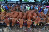 Pedagang dan pembeli bertansaksi di Pasar Keppo, Pamekasan, Jawa Timur, Sabtu (30/12). Memasuki libur Natal dan tahun haru harga sapi Madura naik dikisaran Rp750.000 hingga Rp1 juta per ekor, karena meningkatnya permintaan sapi potong dari sejumlah daerah di Indonesia. Antara Jatim/Saiful Bahri/uma/17.