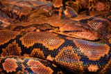 BBKSDA Riau evakuasi ular piton kekenyangan dari Desa Api-api