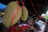 Pengunjung memesan buah durian saat berwisata di Kebun Durian Waturiti, Lumbang, Kabupaten Probolinggo, Jawa Timur, Minggu (31/12). Kebun durian yang terletak di jalur menuju lokasi Gunung Bromo tersebut menjadi obyek wisata agro bagi para penikmat buah durian. Antara Jatim/Moch Asim/uma/17