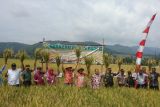 Kementan melakukan gerakan panen padi Kulon Progo