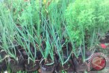 Petani Enggan Tanam Bawang Daun Akibat Penyakit
