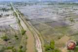 Sawah Terendam Banjir