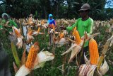 Petani memanen jagung di Desa Penaguan, Larangan, Pamekasan, Jawa Timur, Minggu (14/1). Dalam seminggu terakhir harga jagung di daerah itu turun dari Rp4.000 menjadi Rp3.300 per kg karena memasuki panen raya di Jawa dan Madura. Antara Jatim/Saiful Bahri/zk/18.

