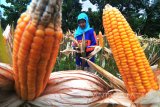 Petani memanen jagung di Desa Penaguan, Larangan, Pamekasan, Jawa Timur, Minggu (14/1). Dalam seminggu terakhir harga jagung di daerah itu turun dari Rp4.000 menjadi Rp3.300 per kg karena memasuki panen raya di Jawa dan Madura. Antara Jatim/Saiful Bahri/zk/18.