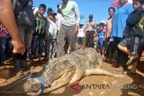 Warga Katingan Tewas Menggenaskan Dimangsa Buaya Muara [VIDEO]