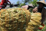 Petani mengemas sayur buncis ke dalam karung usai dipetik di area pertanian Desa Dawuhan Kidul, Kediri , Jawa Timur, Selasa (9/1). Sepekan terakhir harga buncis di tingkat petani terus menurun dari sebelumnya Rp5.500 menjadi hanya Rp2.000 per kilogram yang diduga akibat melimpahnya pasokan di pasaran karena panen yang bersamaan di sejumlah daerah. Antara Jatim/Prasetia Fauzani/zk/18 