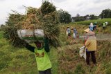 Buruh tani memanen padi di area persawahan Desa Wates, Kediri, Jawa Timur, Rabu (31/1). Meskipun harga beras melambung tinggi namun sepekan terakhir harga gabah basah di tingkat petani menurun dari sebelumnya Rp5.400 menjadi Rp5.200 per kilogram yang disinyalir karena permainan harga oleh tengkulak. Antara jatim/Prasetia Fauzani/zk/18