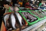 Pedagang menunggui ikan dagangannya yang baru saja didatangkan dari daerah Tuban di pasar Setonobetek, Kota Kediri, Jawa Timur, Kamis (25/1). Sepekan terakhir harga ikan dari laut pantai utara Jawa Timur mengalami kenaikan hingga 25 persen karena pasokan yang berkurang akibat musim angin barat. Antara jatim/Prasetia Fauzani/zk/18