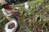Buruh tani memanen kacang tanah di area persawahan Desa Tugurejo, Kediri, Jawa Timur, Selasa (23/1). Harga kacang tanah basah di tingkat petani terus merangkak naik, dari normalnya Rp9.000 menjadi Rp12.000 per kilogram yang disinyalir akibat menipisnya pasokan di pasaran. Antara jatim/Prasetia Fauzani/zk/18