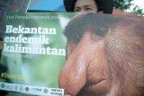 Seorang siswa pecinta alam menggelar aksi damai memperingati Hari Primata Indonesia di Bundaran Digulis, Pontianak, Kalbar, Selasa (30/1). Aksi damai yang digagas para pegiat konservasi, aktivis lingkungan bersama BKSDA Kalbar tersebut bertujuan mengedukasi masyarakat supaya tidak memburu hewan primata seperti Orangutan, Bekantan dan Kelempiau untuk diperjualbelikan atau dipelihara di rumah. ANTARA FOTO/Jessica Helena Wuysang/18