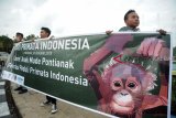 Tiga siswa pecinta alam menggelar aksi damai memperingati Hari Primata Indonesia di Bundaran Digulis, Pontianak, Kalbar, Selasa (30/1). Aksi damai yang digagas para pegiat konservasi, aktivis lingkungan bersama BKSDA Kalbar tersebut bertujuan mengedukasi masyarakat supaya tidak memburu hewan primata seperti Orangutan, Bekantan dan Kelempiau untuk diperjualbelikan atau dipelihara di rumah. ANTARA FOTO/Jessica Helena Wuysang/18