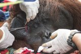 Satu individu Orangutan jantan dewasa menerima jahitan di bantalan pipinya dari tim medis International Animal Rescue (IAR) Indonesia usai diamankan dari kebun warga di Desa Riam Berasap, Kabupaten Kayong Utara, Kalbar, Kamis (4/1). Tim gabungan dari IAR Indonesia, BKSDA Kalbar dan Balai Taman Nasional  Gunung Palung (TNGP) berhasil memindahkan satu individu Orangutan Kalimantan (Pongo pygmaeus) dari kebun warga di desa Riam Berasap, Kabupaten Kayong Utara, ke dalam kawasan TNGP Ketapang. ANTARA FOTO/HO/Heribertus-IAR Indonesia/jhw/17