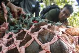 Satu individu Orangutan dewasa berada di dalam jaring saat diamankan di kebun warga di Desa Riam Berasap, Kabupaten Kayong Utara, Kalbar, Kamis (4/1). Tim gabungan dari IAR Indonesia, BKSDA Kalbar dan Balai Taman Nasional  Gunung Palung (TNGP) berhasil memindahkan satu individu Orangutan Kalimantan (Pongo pygmaeus) dari kebun warga di desa Riam Berasap, Kabupaten Kayong Utara, ke dalam kawasan TNGP Ketapang. ANTARA FOTO/HO/Heribertus-IAR Indonesia/jhw/17