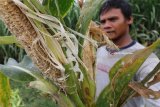 Petani memperlihatkan jagung manis yang terserang tikus di area persawahan Kelurahan Bawang, Kota Kediri, Jawa Timur, Senin (29/1). Petani jagung di daerah tersebut mengeluhkan serangan hama tikus yang mengakibatkan penuruna hasil panen hingga 15 persen. Antara Jatim/Prasetia Fauzani/zk/18