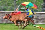 Joki memacu sapi kerapan di Lapangan Pakong, Durbuk, Pamekasan, Jawa Timur, Jumat (26/1). Menjelang kerapan sapi se Madura pada pekan ke-tiga Februari 2018 para pemilik sapi kerapan mulai melakukan uji coba guna meningkatkan kemampuan berlari sapi-sapi tersebut. Antara jatim/Saiful Bahri/zk/18.