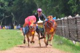 Joki memacu sapi kerapan di Lapangan Pakong, Durbuk, Pamekasan, Jawa Timur, Jumat (26/1). Menjelang kerapan sapi se Madura pada pekan ke-tiga Februari 2018 para pemilik sapi kerapan mulai melakukan uji coba guna meningkatkan kemampuan berlari sapi-sapi tersebut. Antara jatim/Saiful Bahri/zk/18.