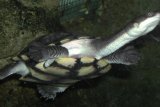 BBKSDA-WSC kerja sama datangkan kura-kura leher ular