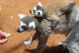 Bayi lemur (lemur catta) berada di punggung induknya saat diperkenalkan kepada publik di Batu Secret Zoo, Jawa Timur, Selasa (30/1). Memperingati hari primata, pihak pengelola taman satwa tersebut memperkenalkan tiga bayi primata hasil perkembangbiakan yakni lemur (lemur catta), babun (papio hamadryas) dan monyet tupai (simia sciureus). Antara Jatim/Ari Bowo Sucipto/zk/18.
