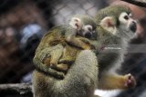Bayi monyet tupai, (simia sciureus) berada di punggung induknya saat diperkenalkan kepada publik di Batu Secret Zoo, Jawa Timur, Selasa (30/1). Memperingati hari primata, pihak pengelola taman satwa tersebut memperkenalkan tiga bayi primata hasil perkembangbiakan yakni lemur (lemur catta), babun (papio hamadryas) dan monyet tupai (simia sciureus). Antara Jatim/Ari Bowo Sucipto/zk/18.