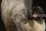 Bayi babun (papio hamadryas) berada dalam gendongan induknya saat diperkenalkan kepada publik di Batu Secret Zoo, Jawa Timur, Selasa (30/1). Memperingati hari primata, pihak pengelola taman satwa tersebut memperkenalkan tiga bayi primata hasil perkembangbiakan yakni lemur (lemur catta), babun (papio hamadryas) dan monyet tupai (simia sciureus). Antara jatim/Ari Bowo Sucipto/zk/18.
